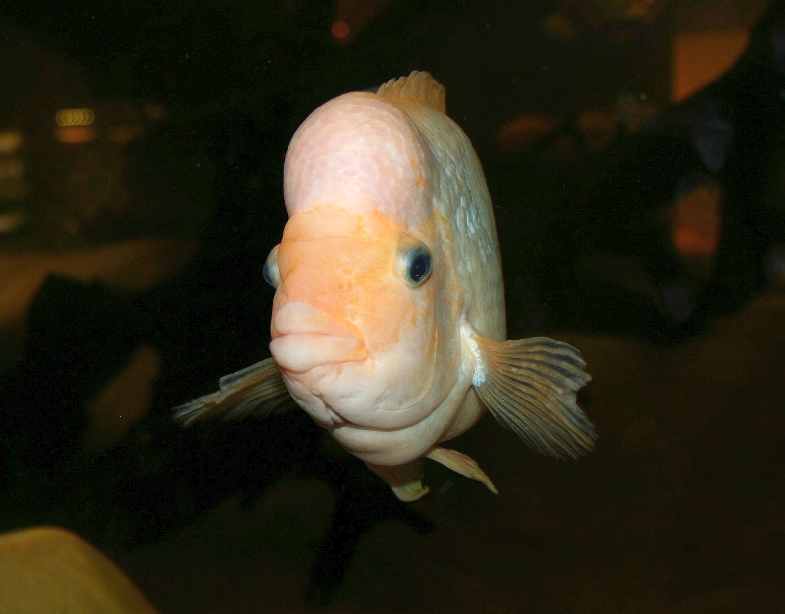 Amphilophus citrinellus (Günther, 1864)