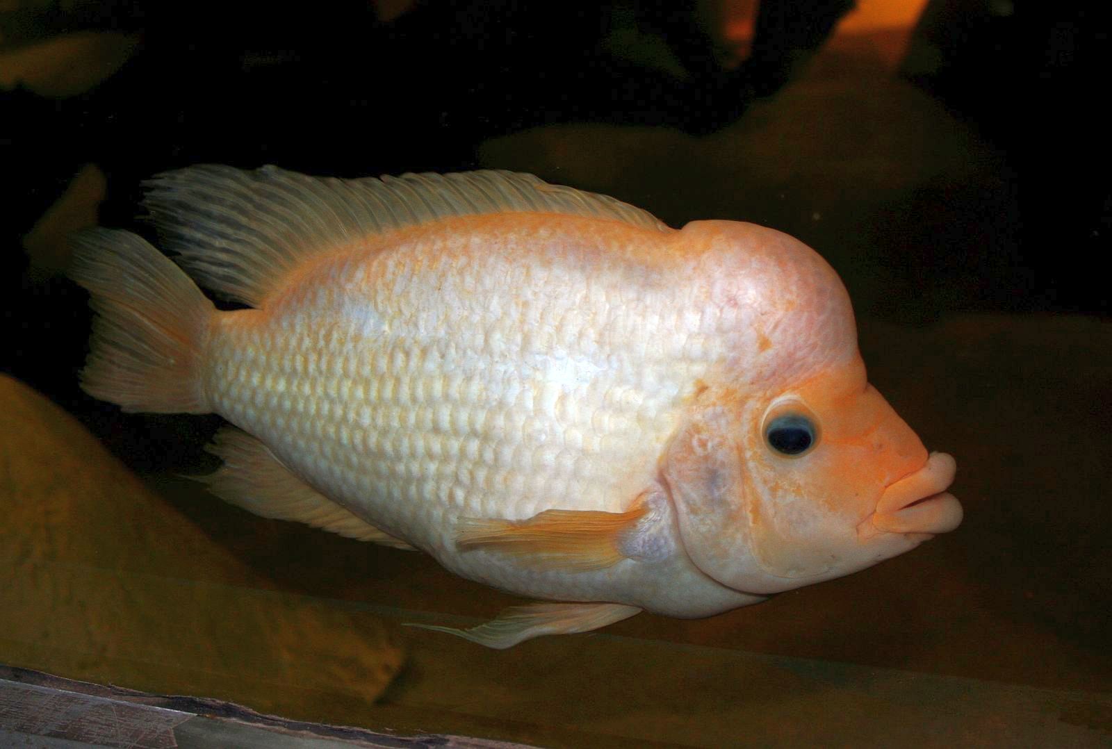 Amphilophus citrinellus (Günther, 1864)