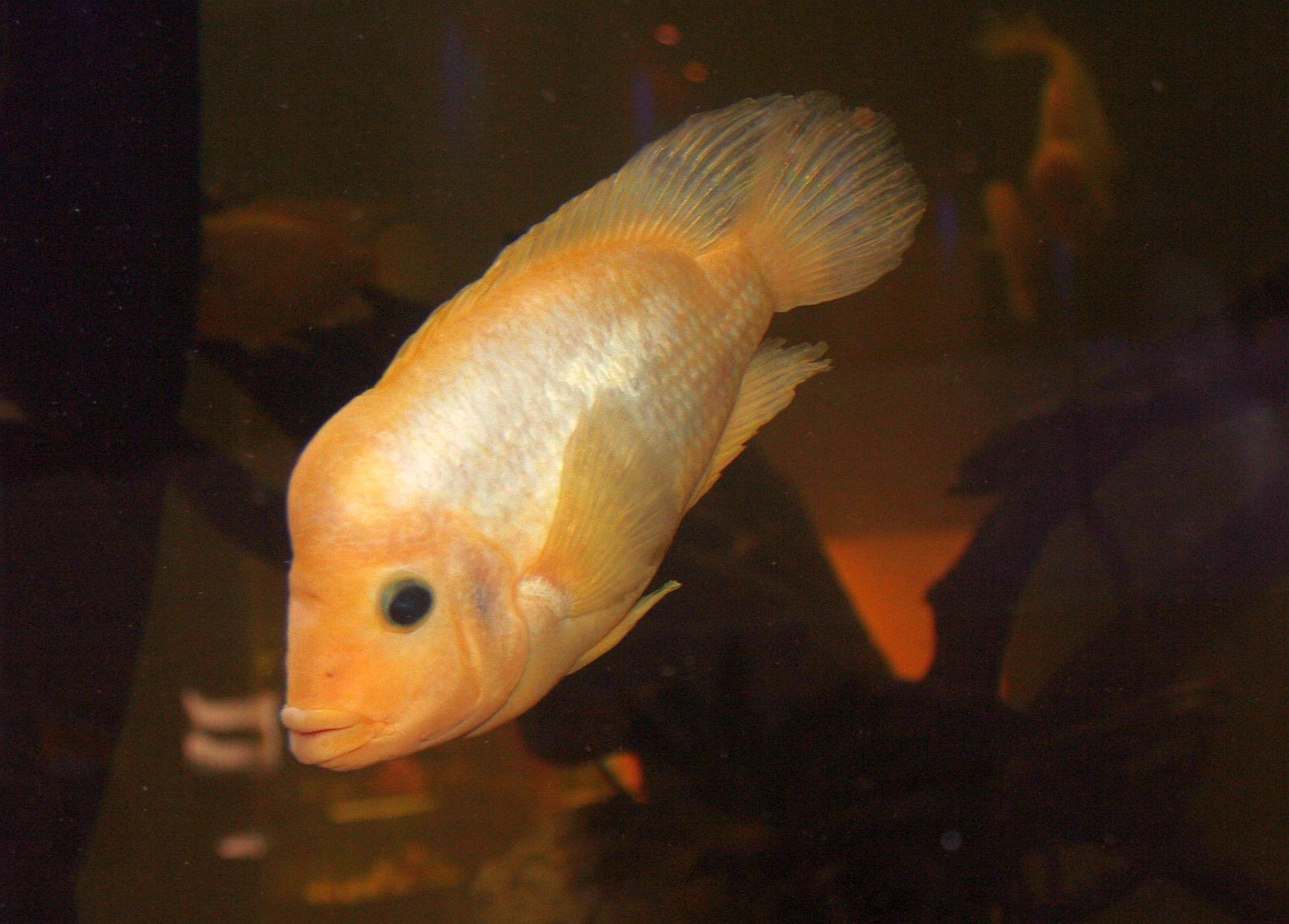 Amphilophus citrinellus (Günther, 1864)