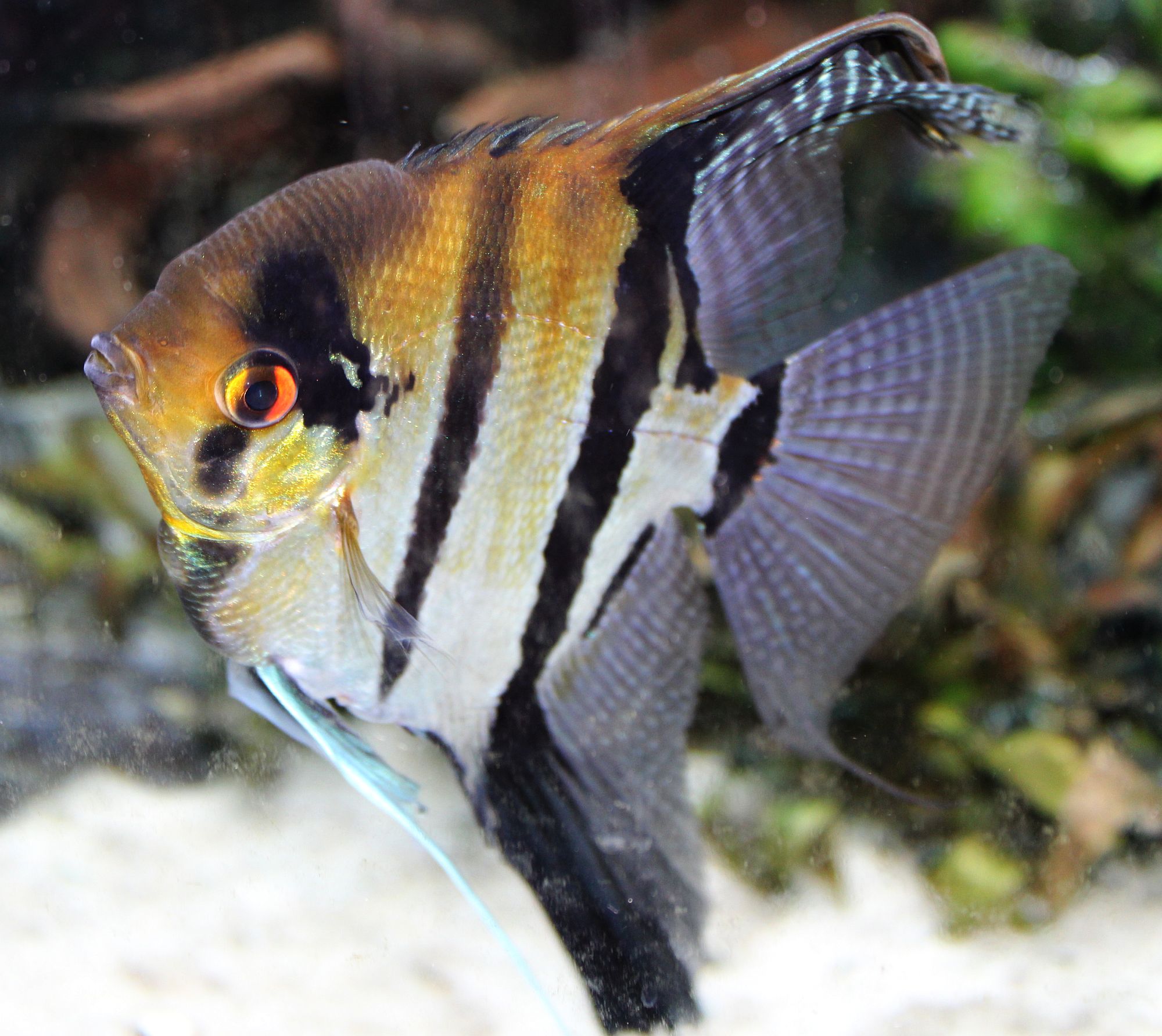 Pterophyllum​ scalare