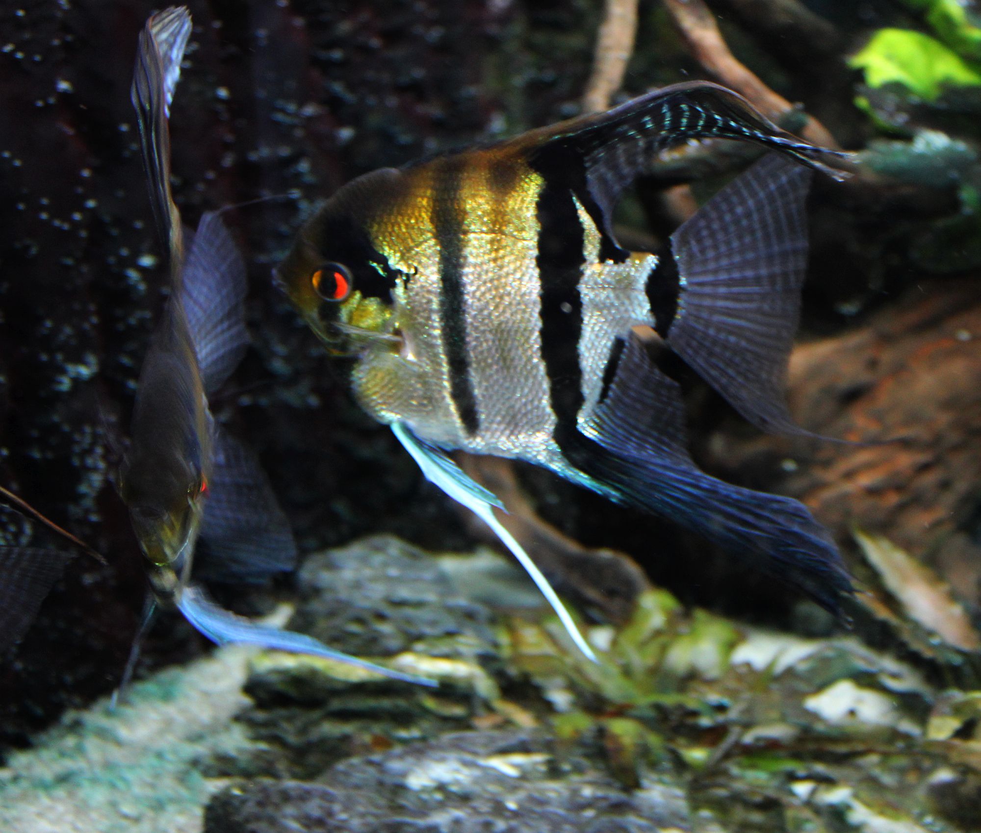 Pterophyllum​ scalare