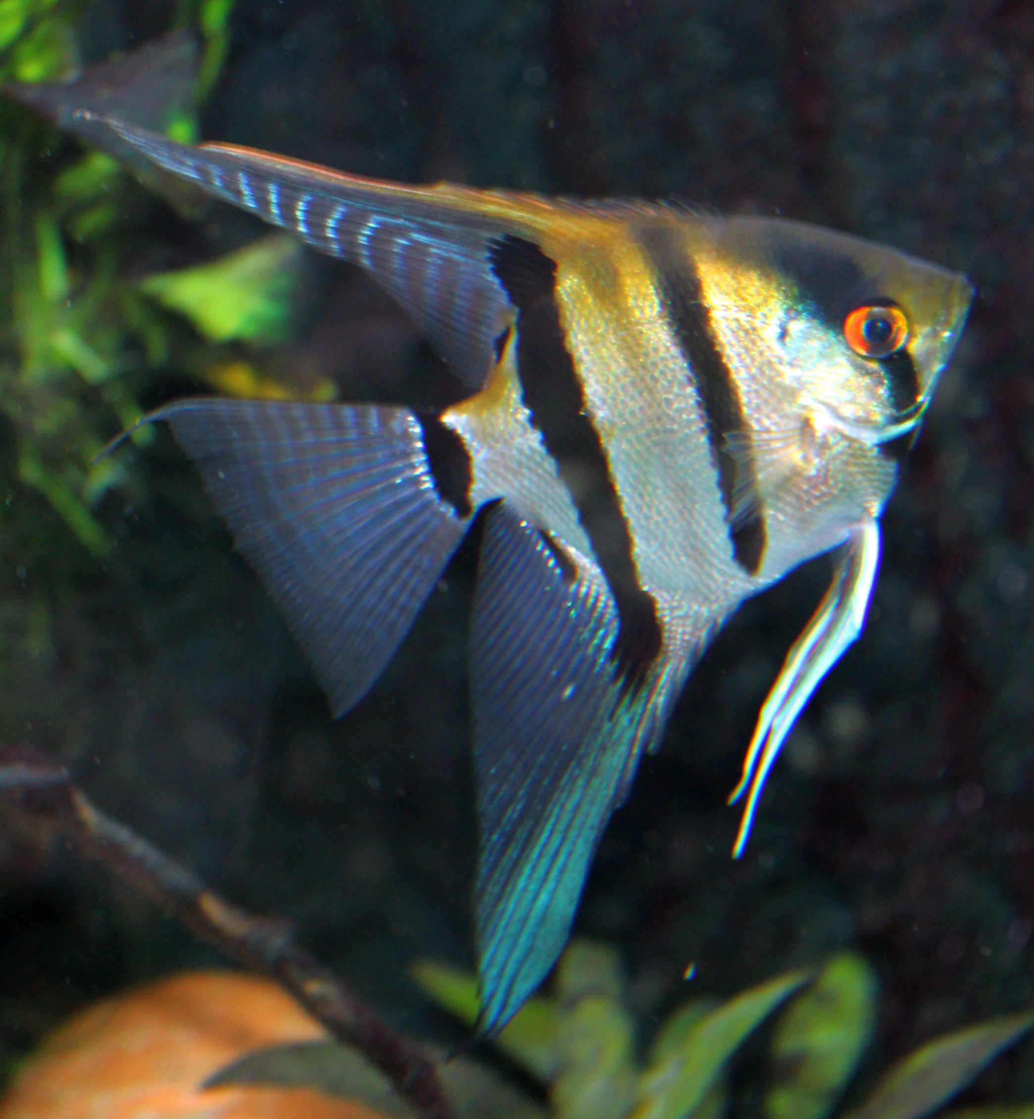 Skalar (Pterophyllum)