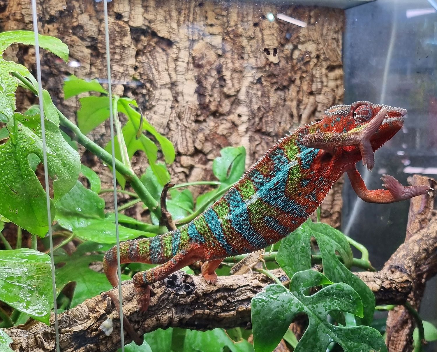 Furcifer pardalis