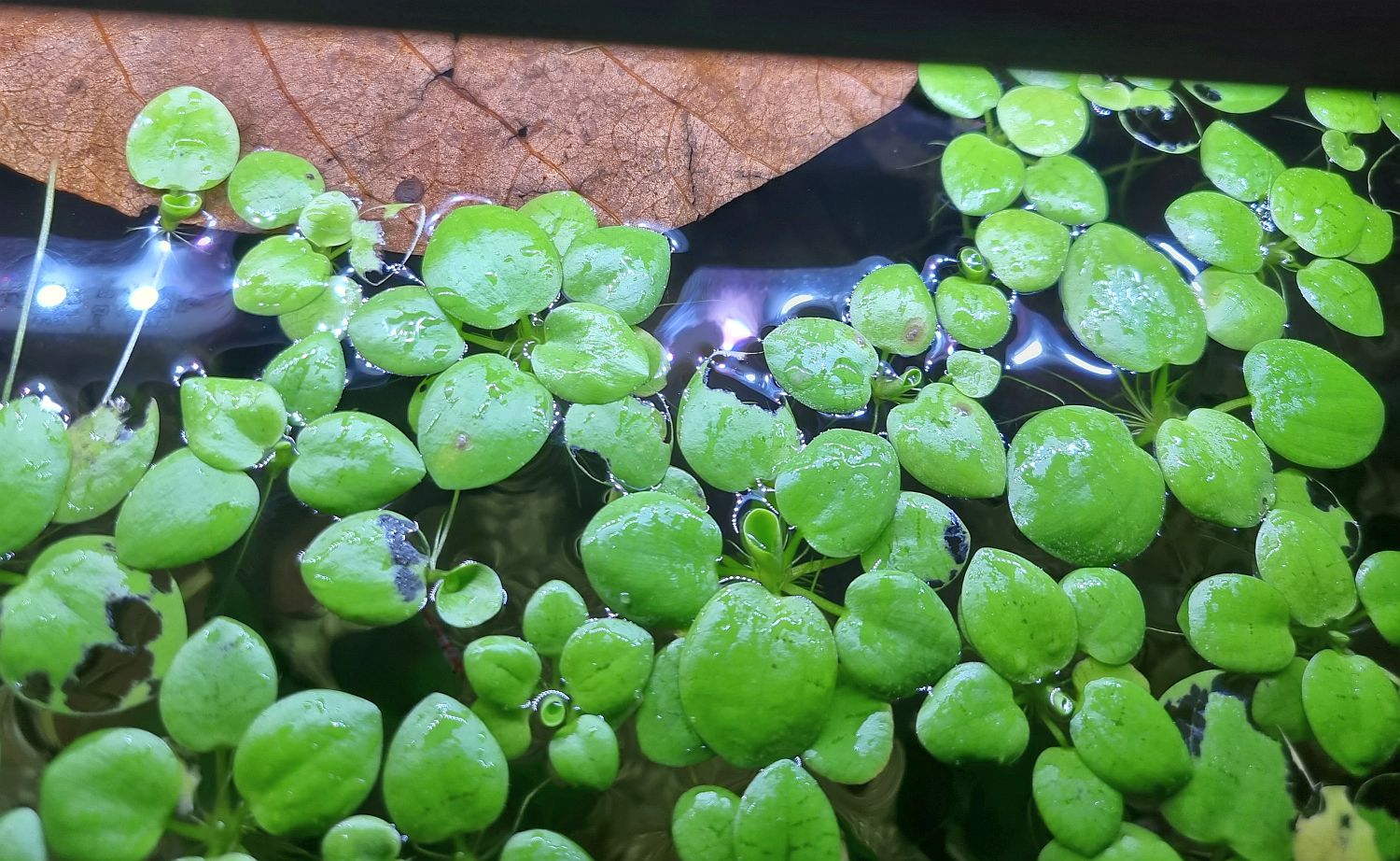 Limnobium laevigatum