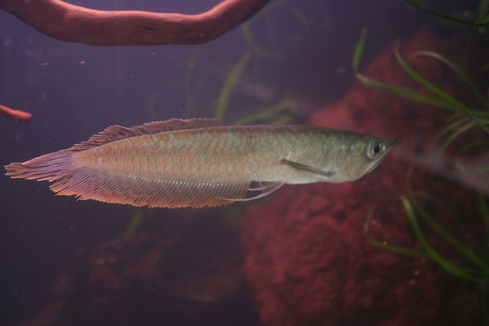 Arowana, Osteoglossum bicirrhosum