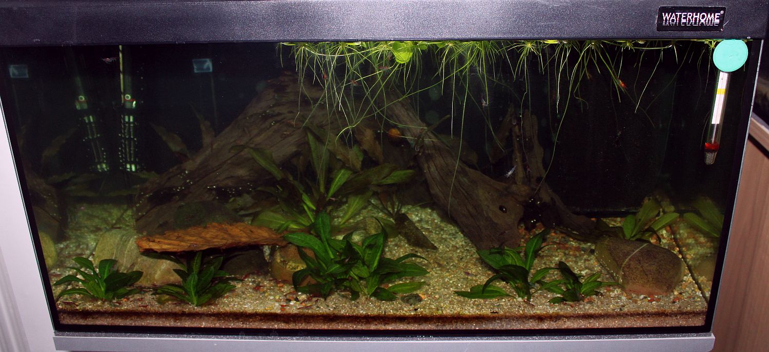 Gesamtansicht von meinem 54 Liter Garnelen Aquarium