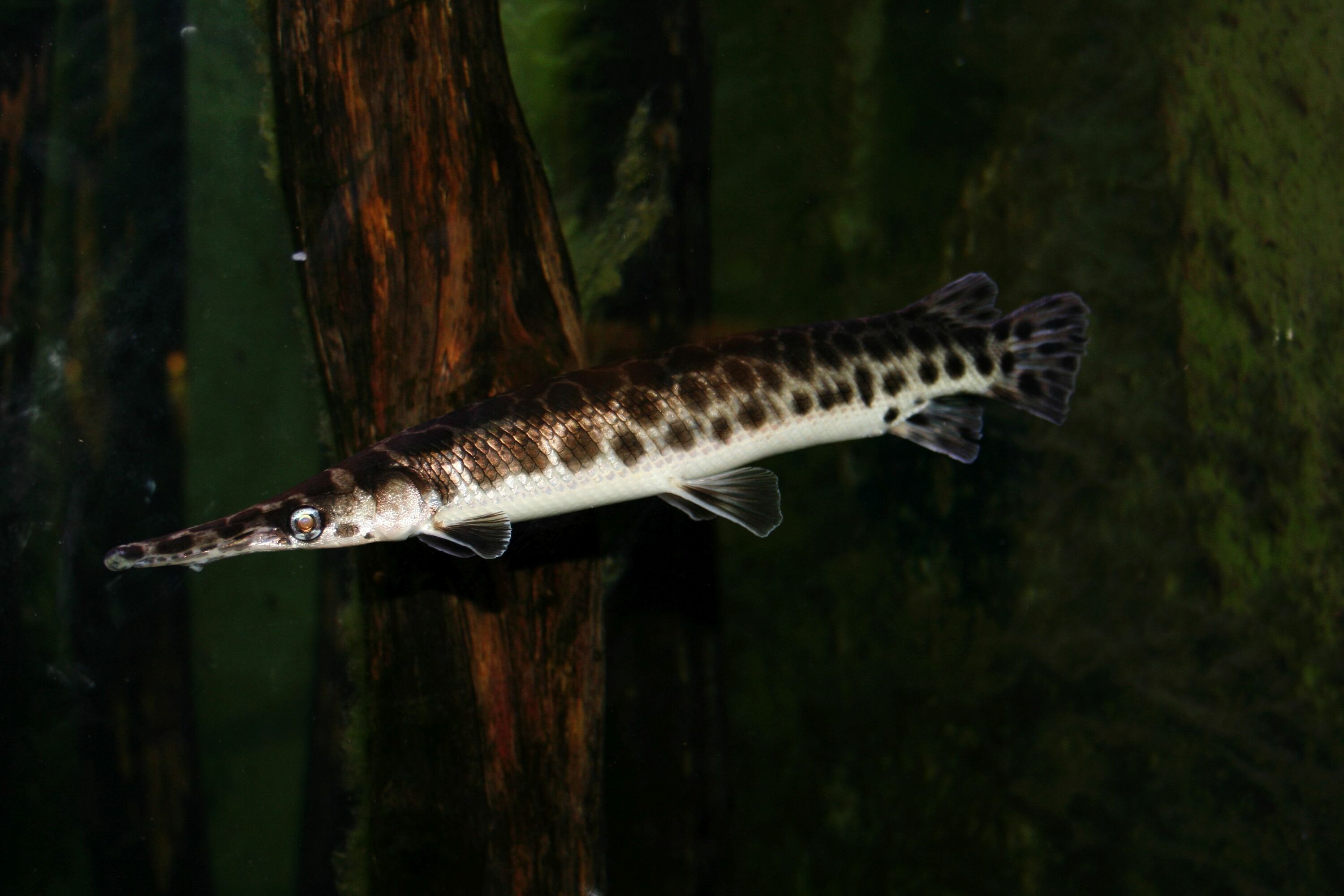 Lepisosteus oculatus