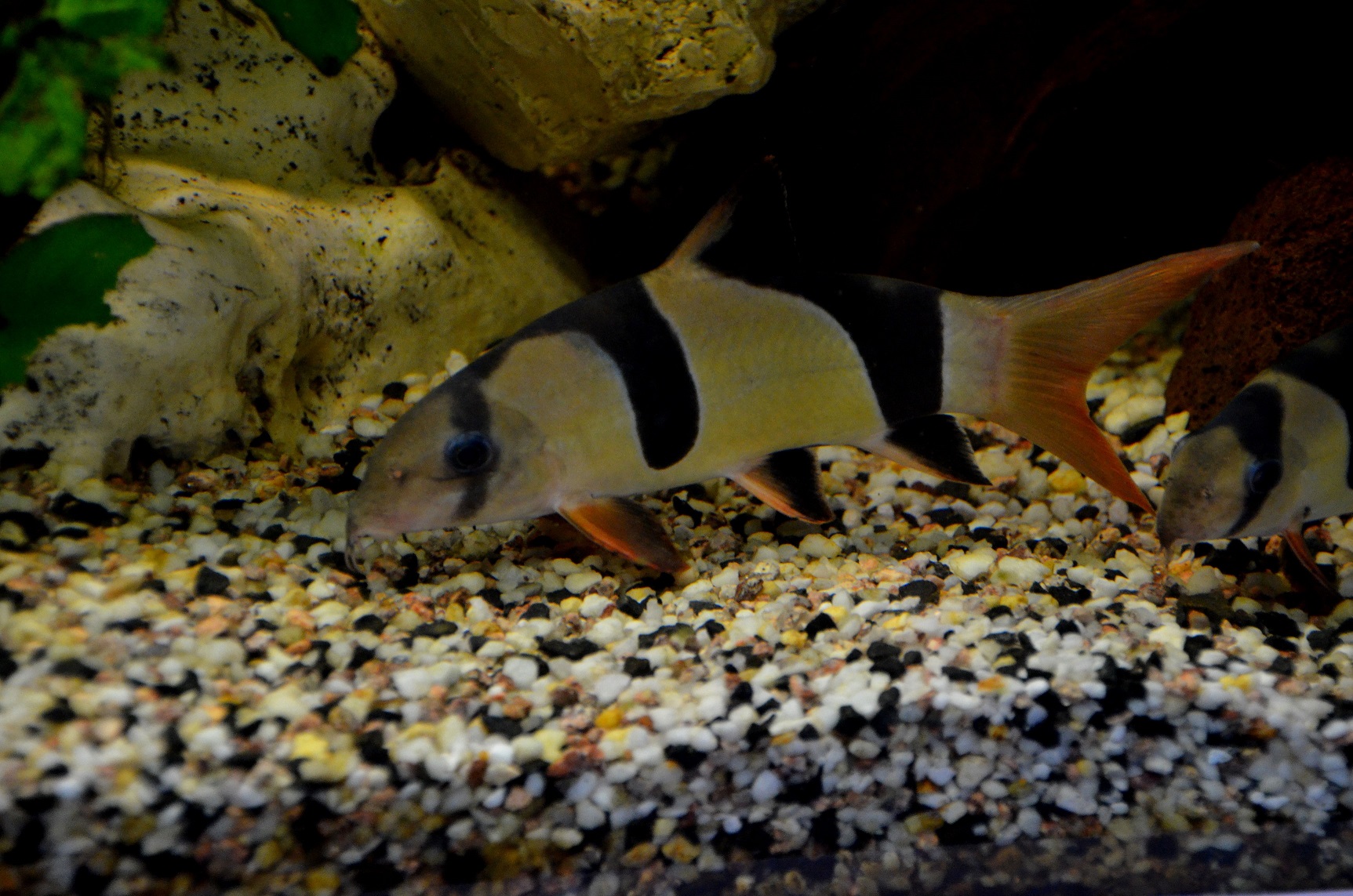 Chromobotia macracanthus