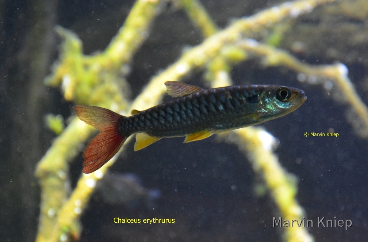 Chalceus erythrurus