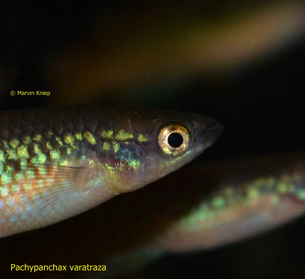 Pachypanchax varatraza​​​ Männchen