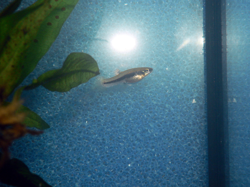 Heterandria formosa Weibchen