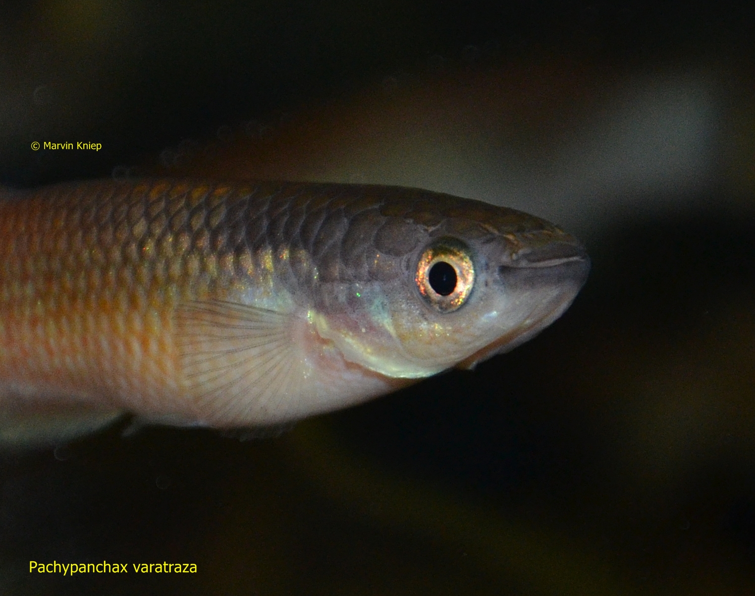 Pachypanchax varatraza Männchen