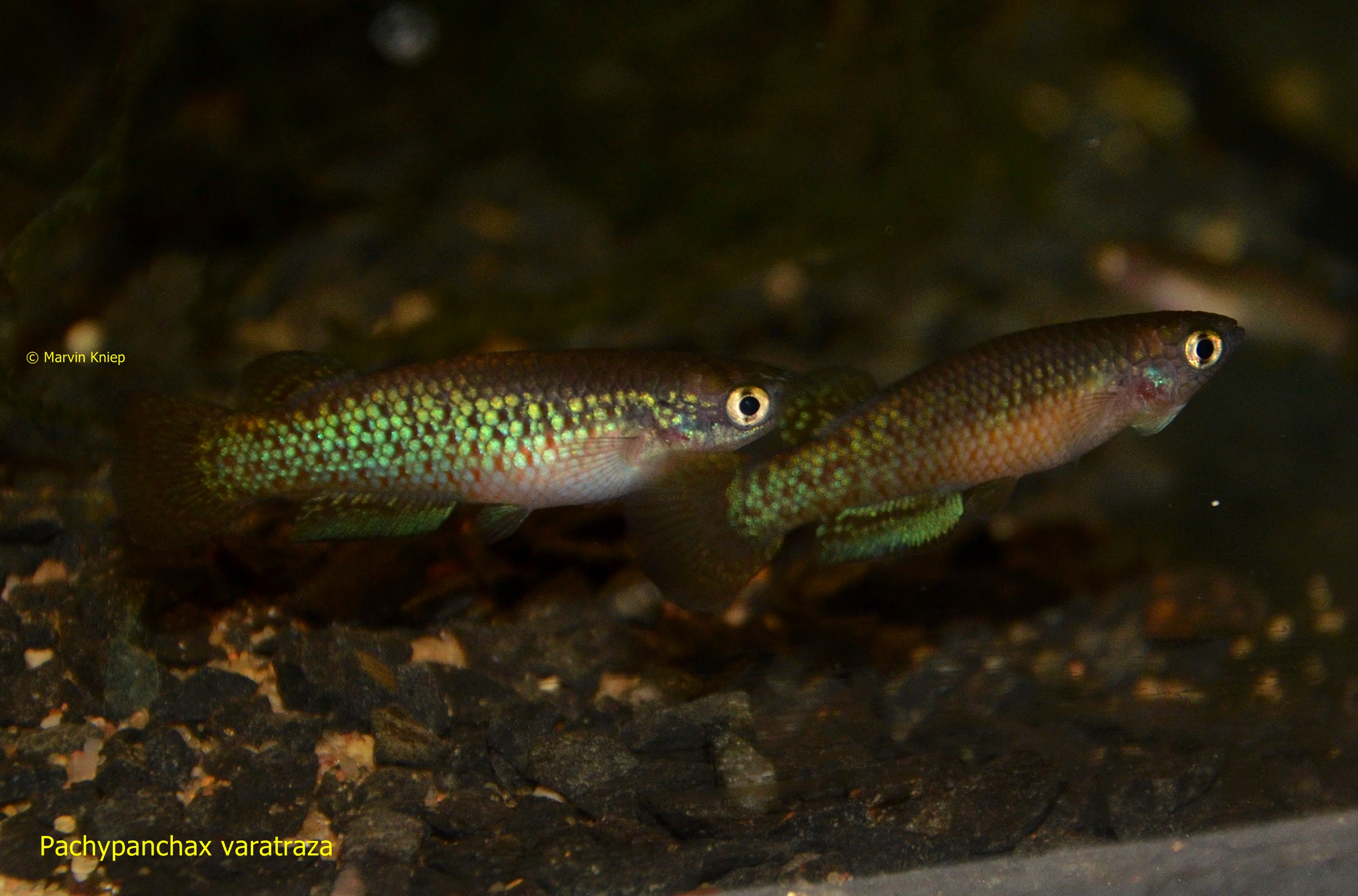 Pachypanchax varatraza Männchen