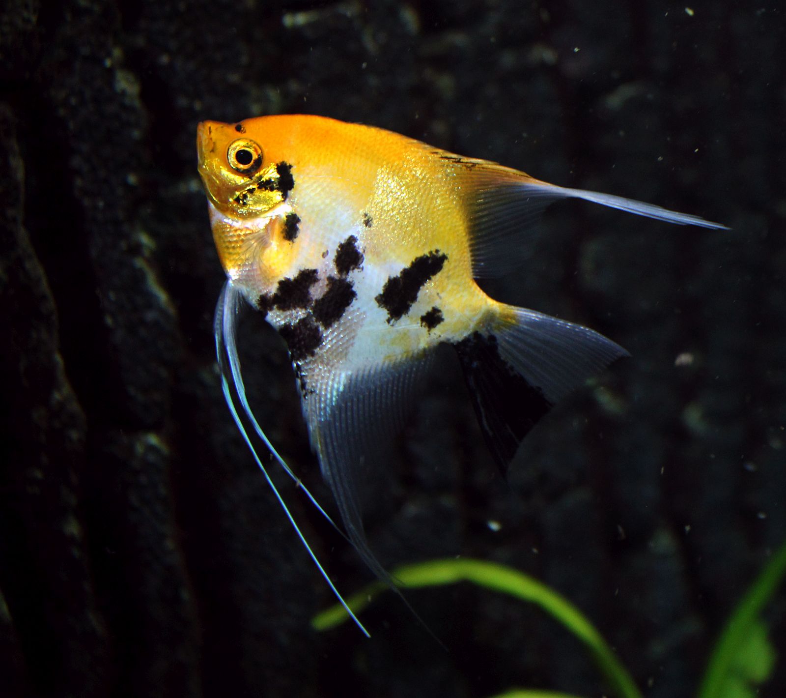 Koi Skalare