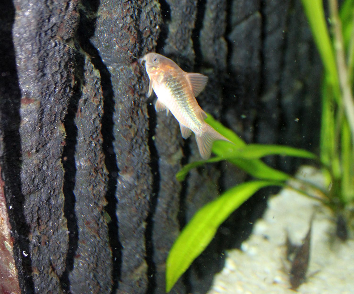 Osteogaster aeneus