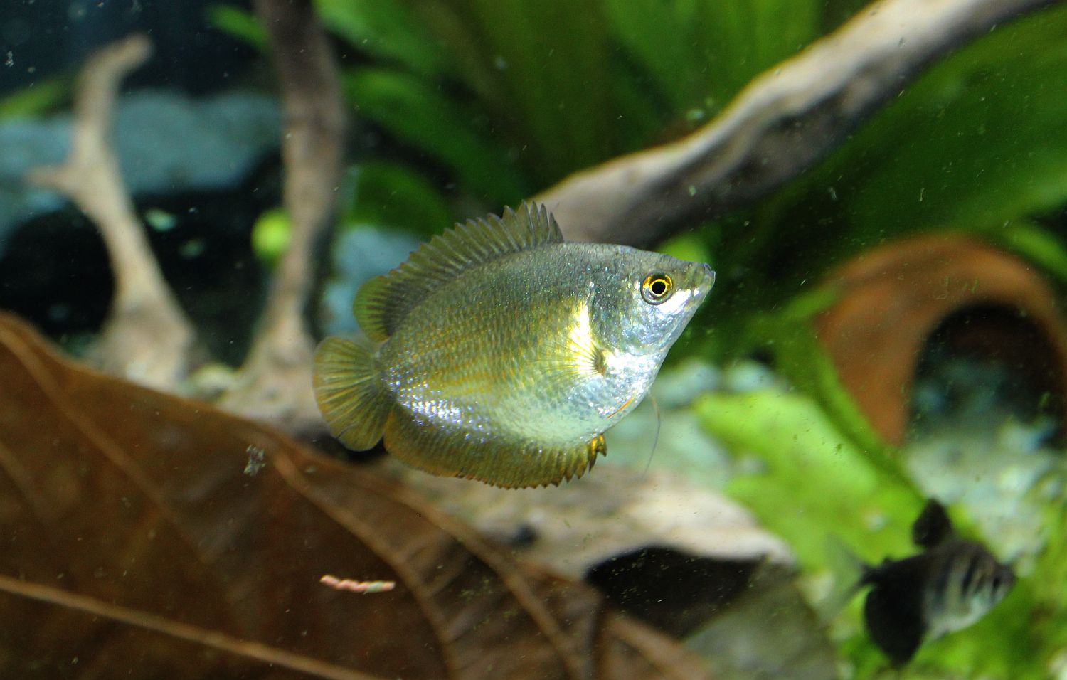 Trichogaster fasciata Weibchen