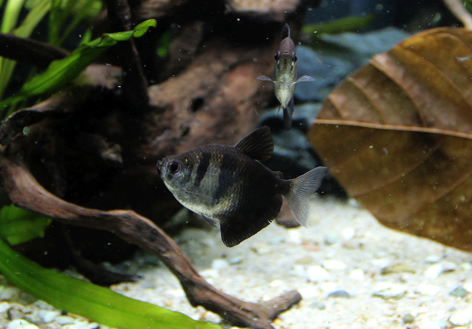 Gymnocorymbus ternetzi