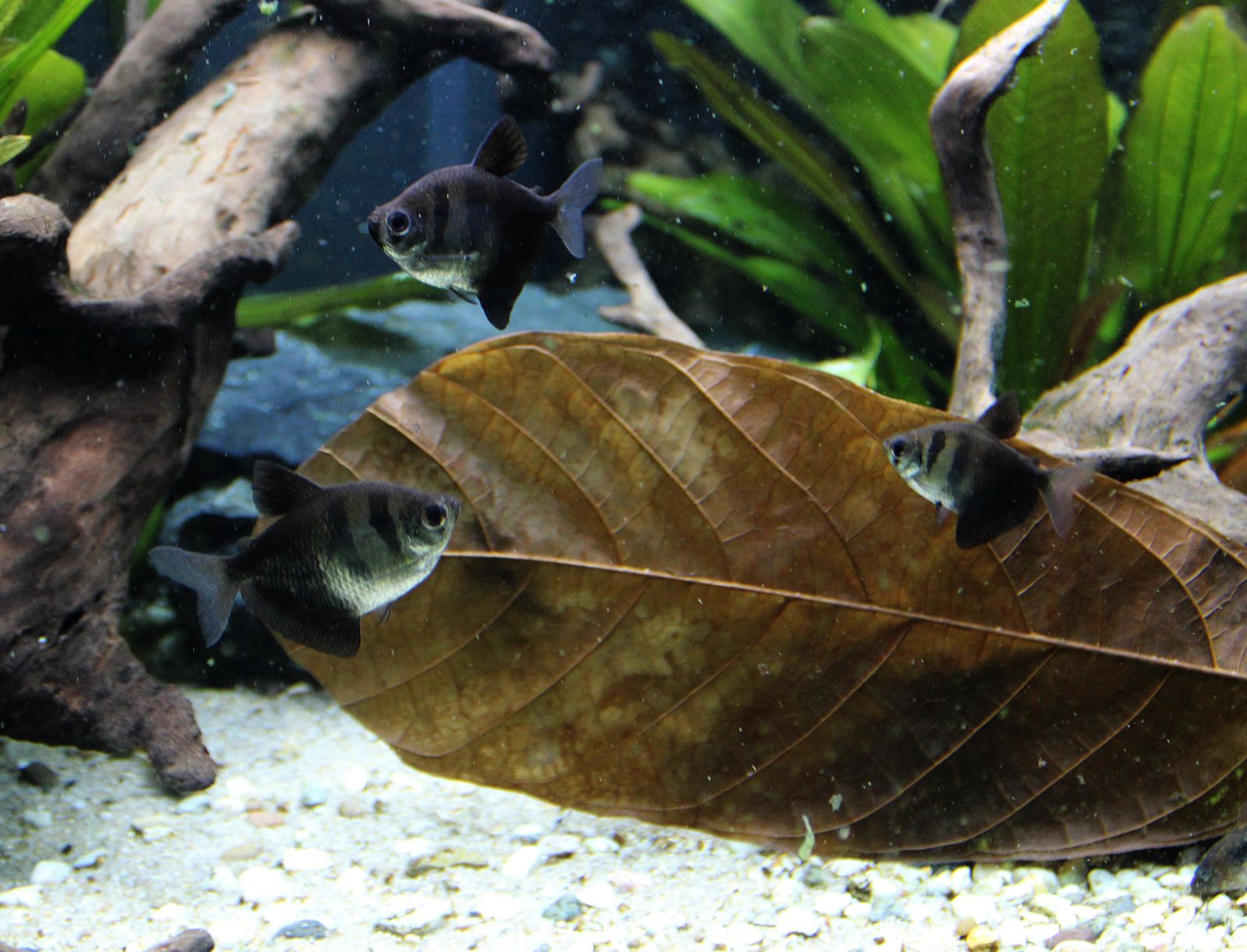 Gymnocorymbus ternetzi