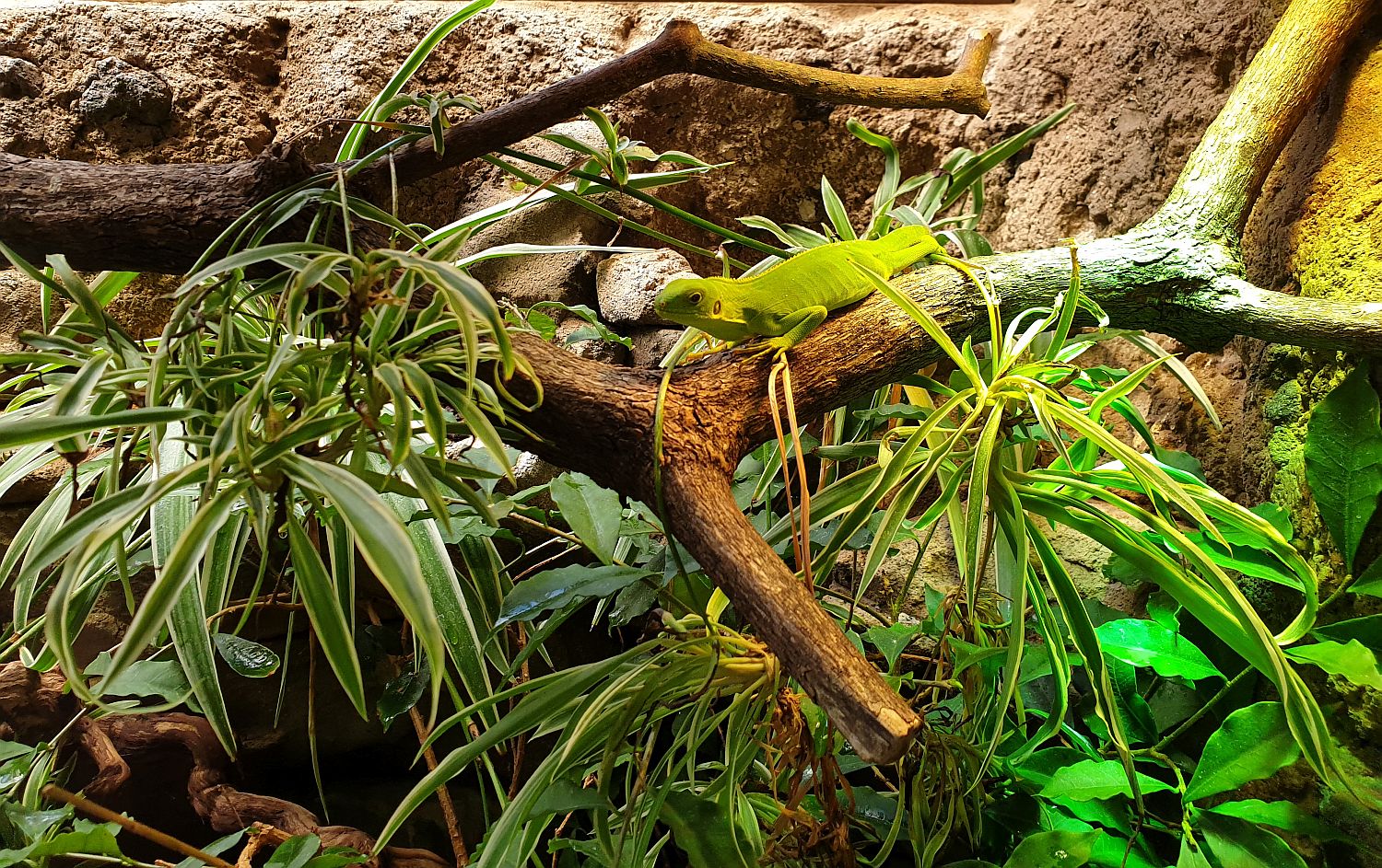 Brachylophus fasciatus