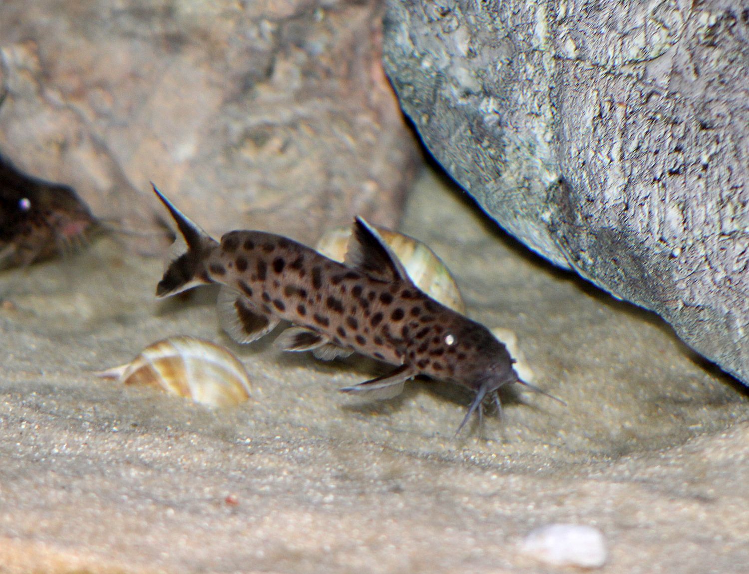 Synodontis lucipinnis