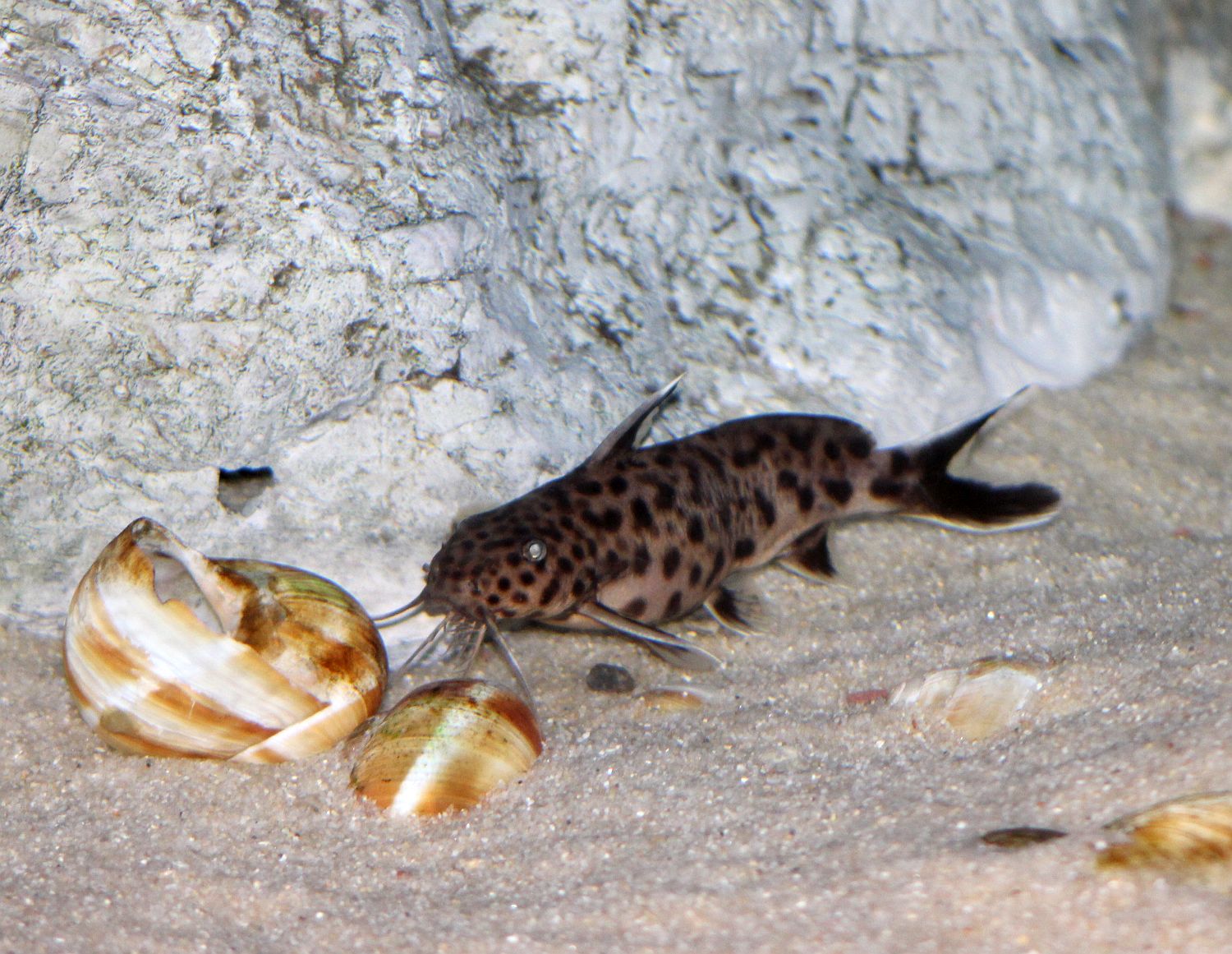 Synodontis lucipinnis