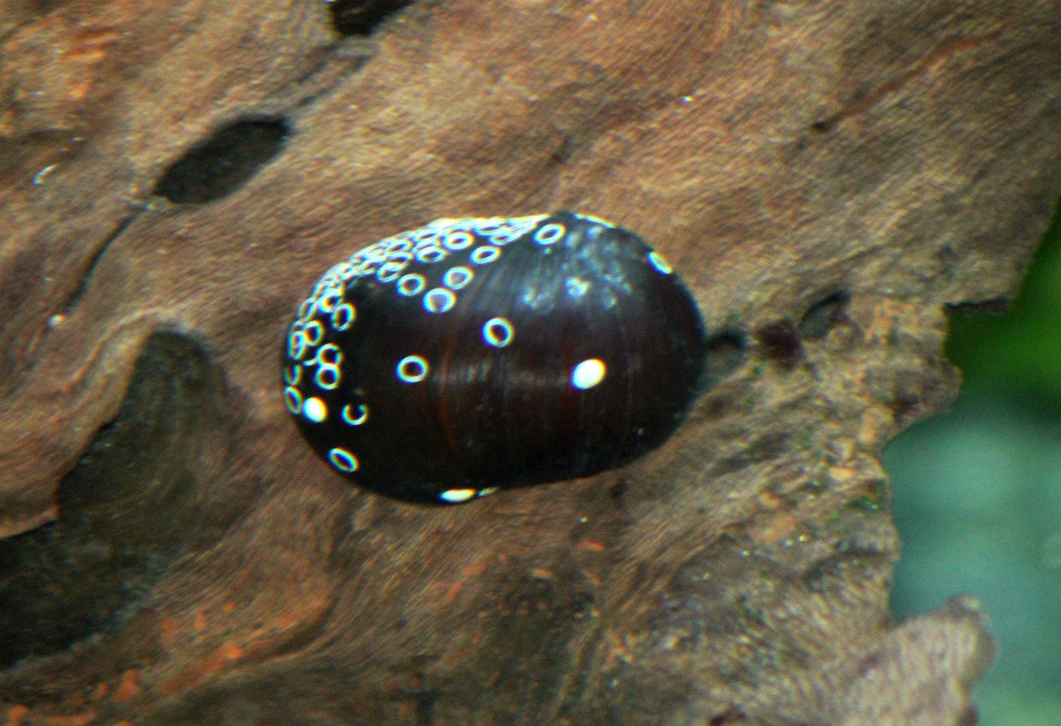 Nixenschnecke