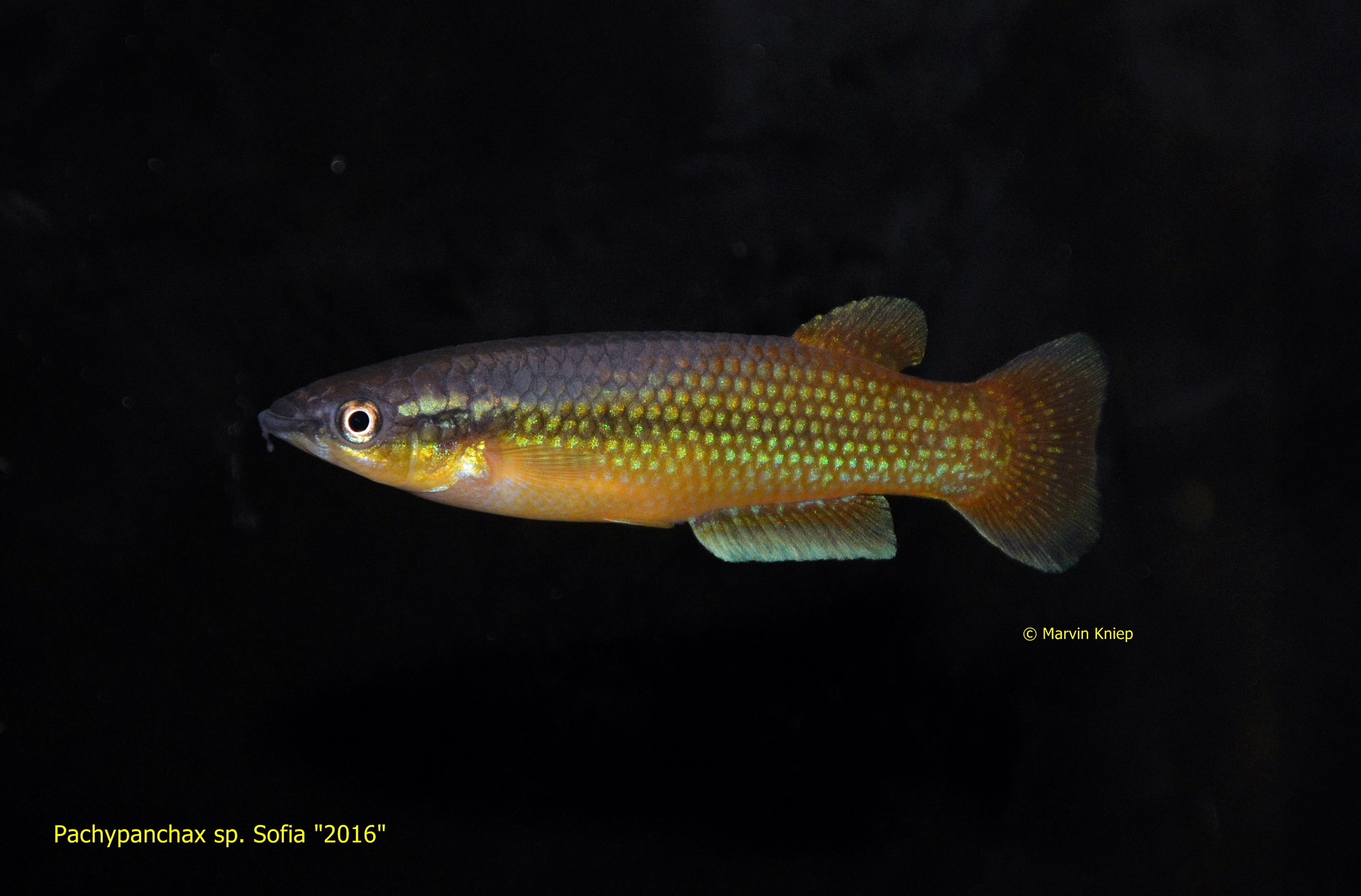 Pachypanchax sp. Sofia "2016", Männchen in Normalfärbung