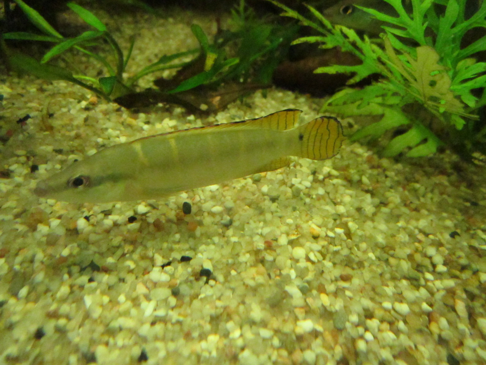 Crenicichla compressiceps (Männchen)