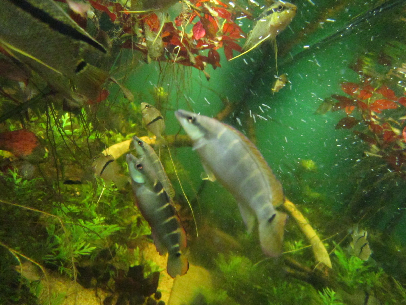 Crenicichla compressiceps