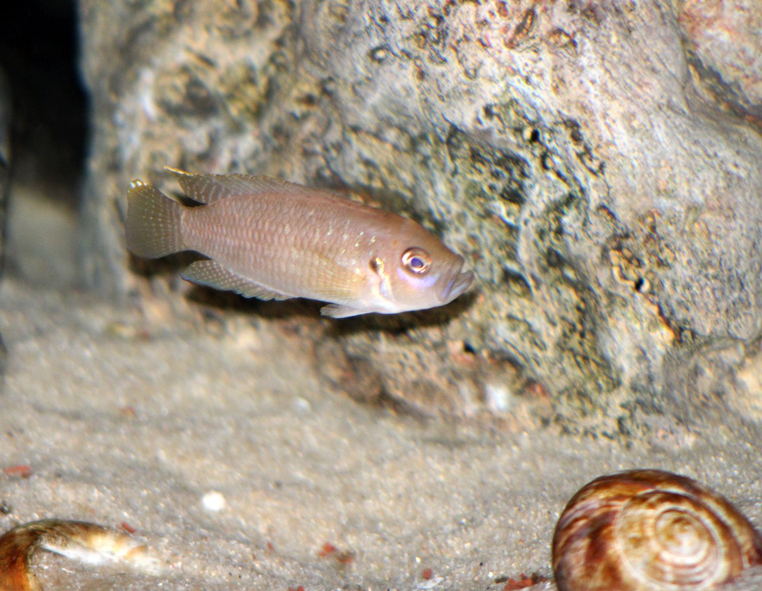Neolamprologus brevis