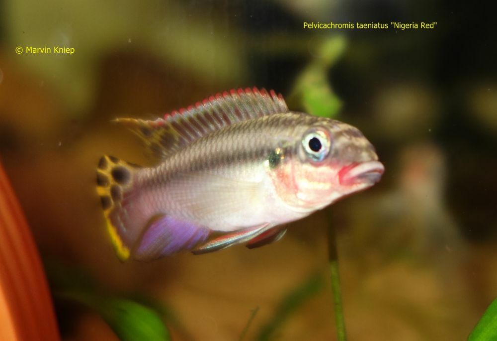 Pelvicachromis taeniatus "Nigeria Red"