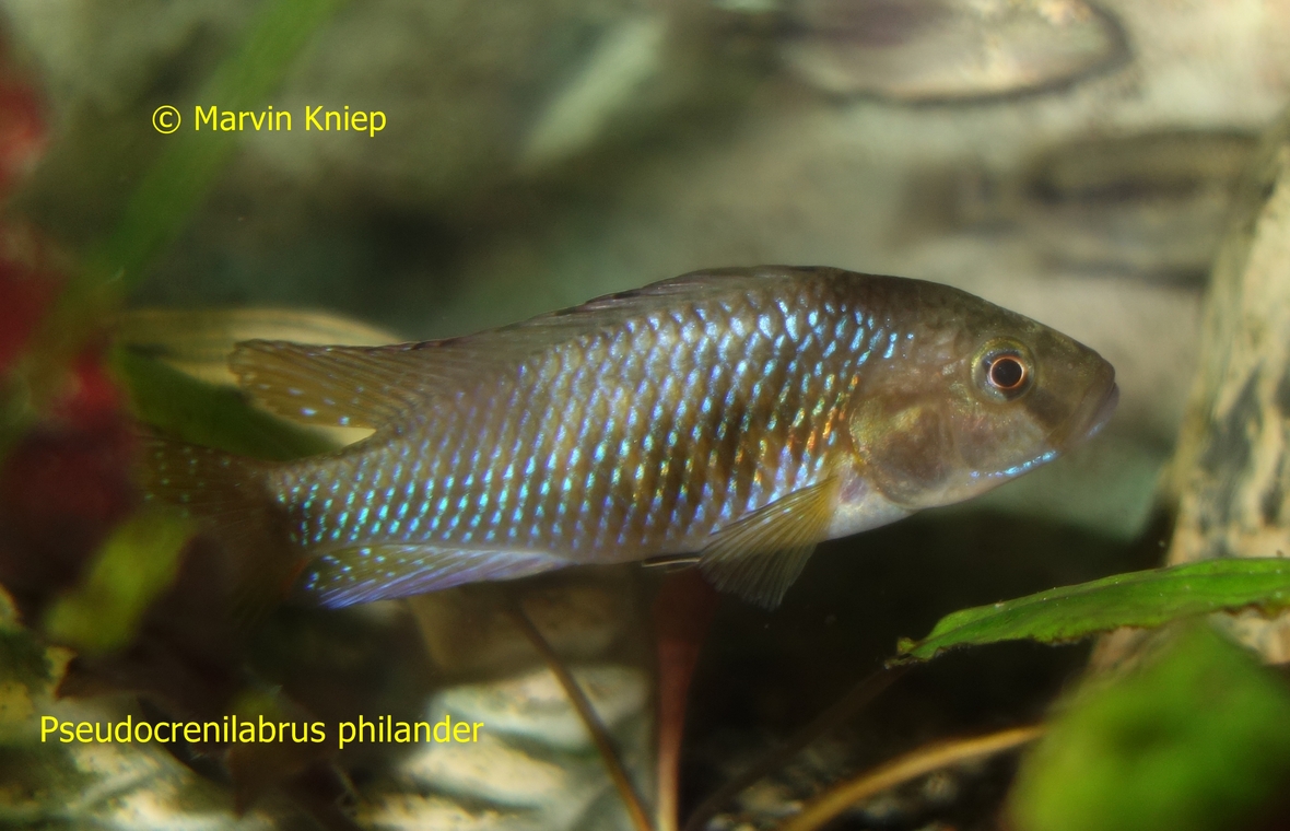 Pseudocrenilabrus philander