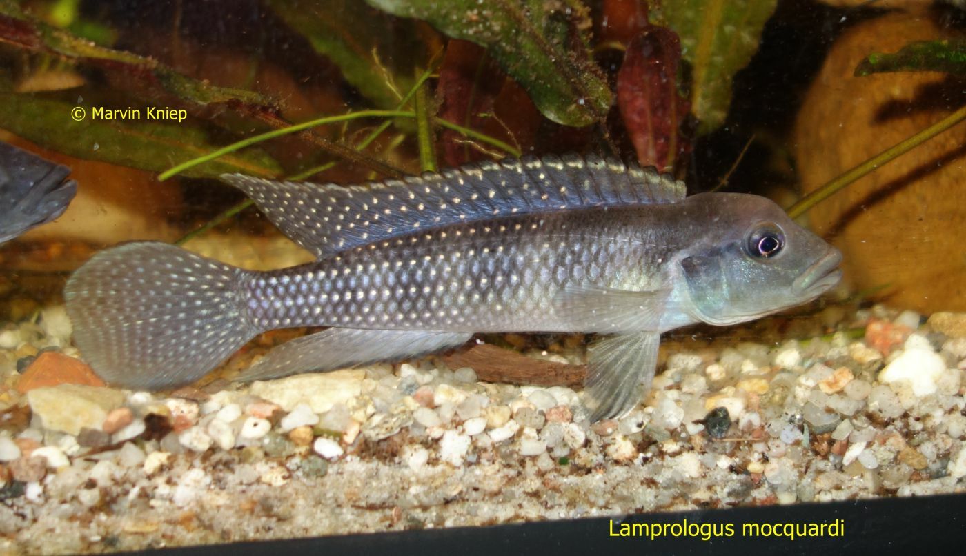 Lamprologus mocquardi
