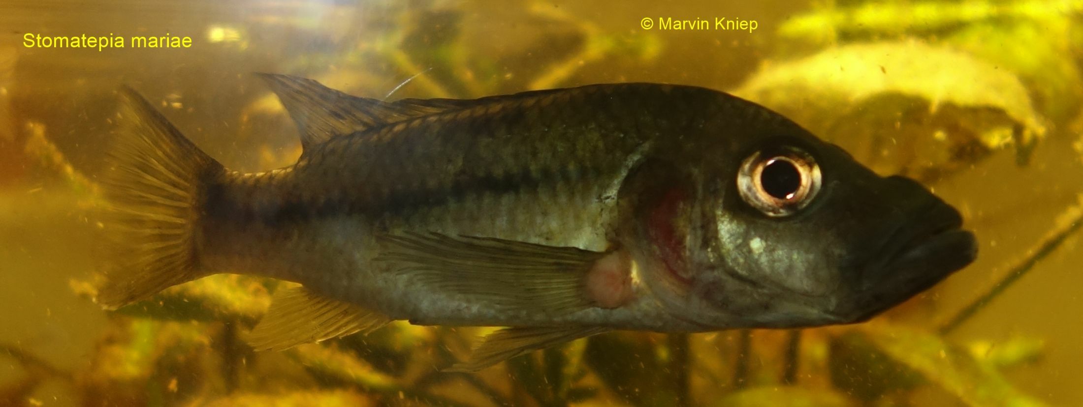 Stomatepia mariae