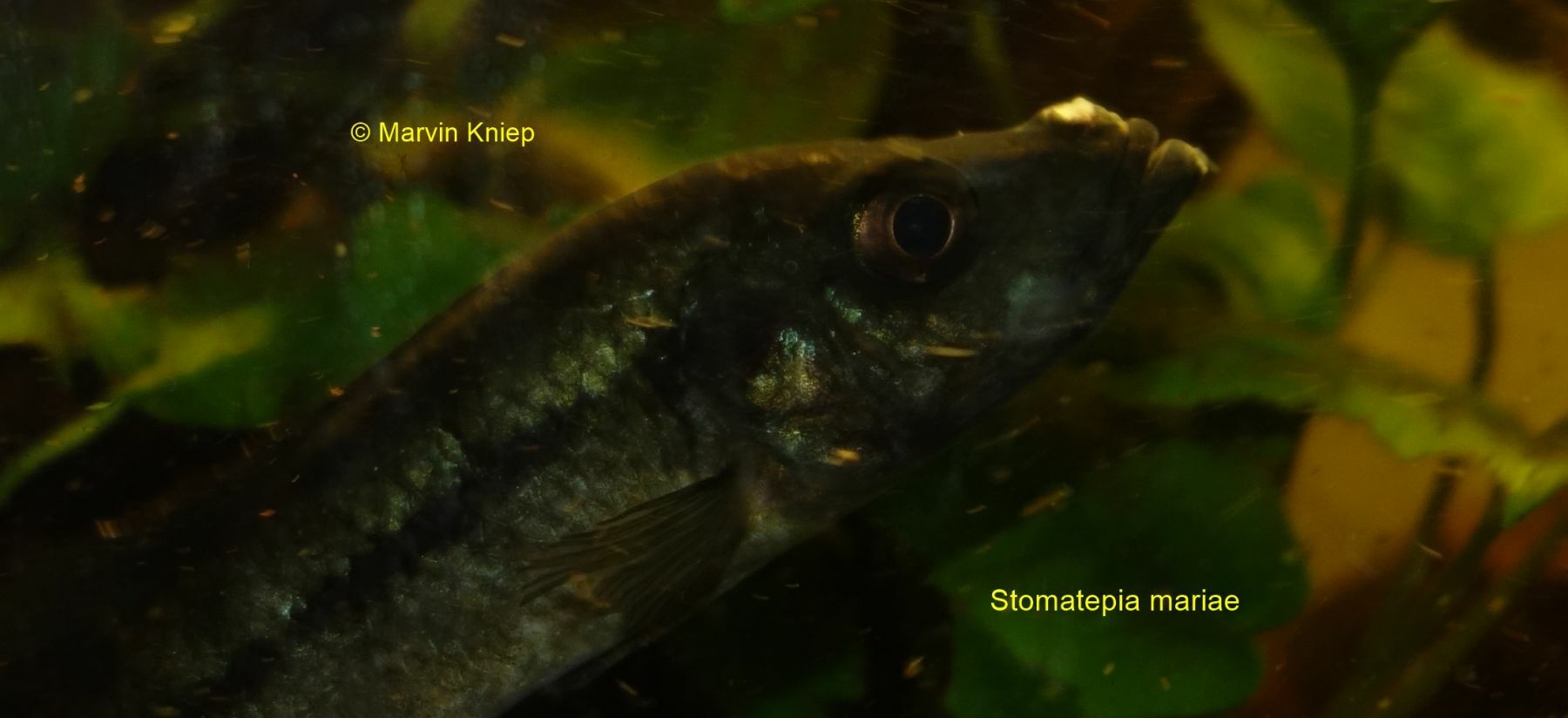 Stomatepia mariae