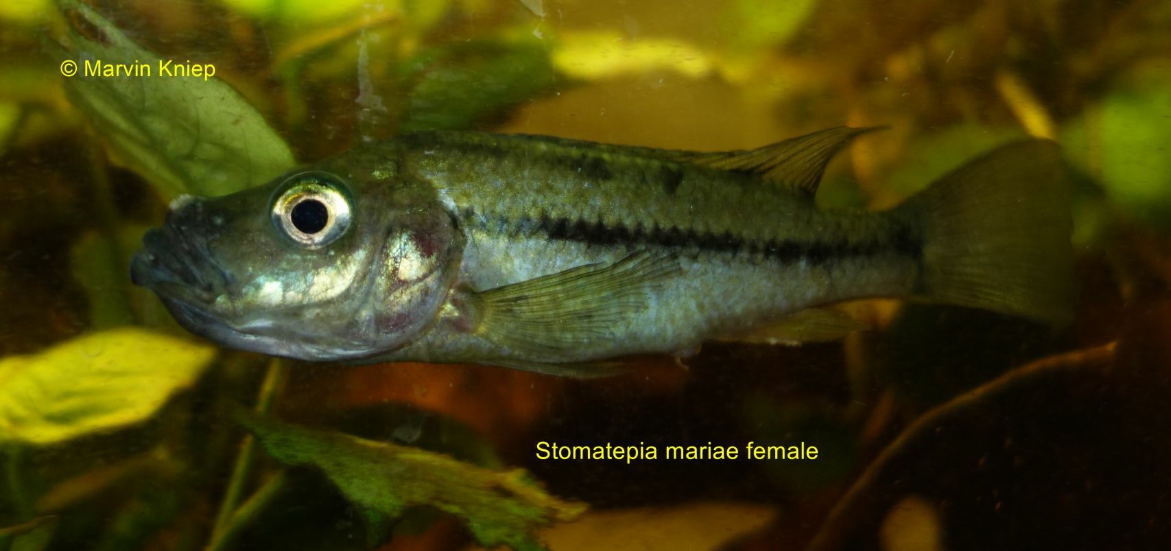 Stomatepia mariae