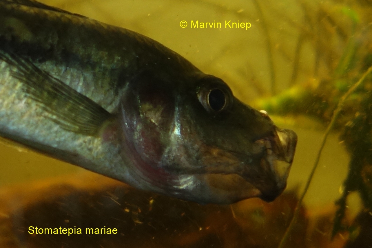 Stomatepia mariae