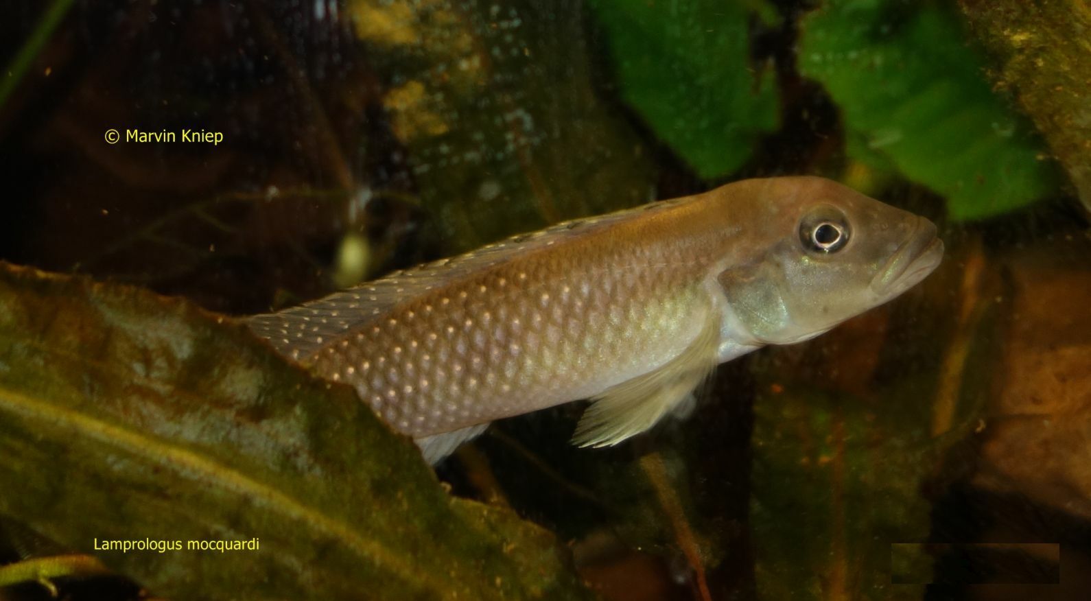 Lamprologus mocquardi