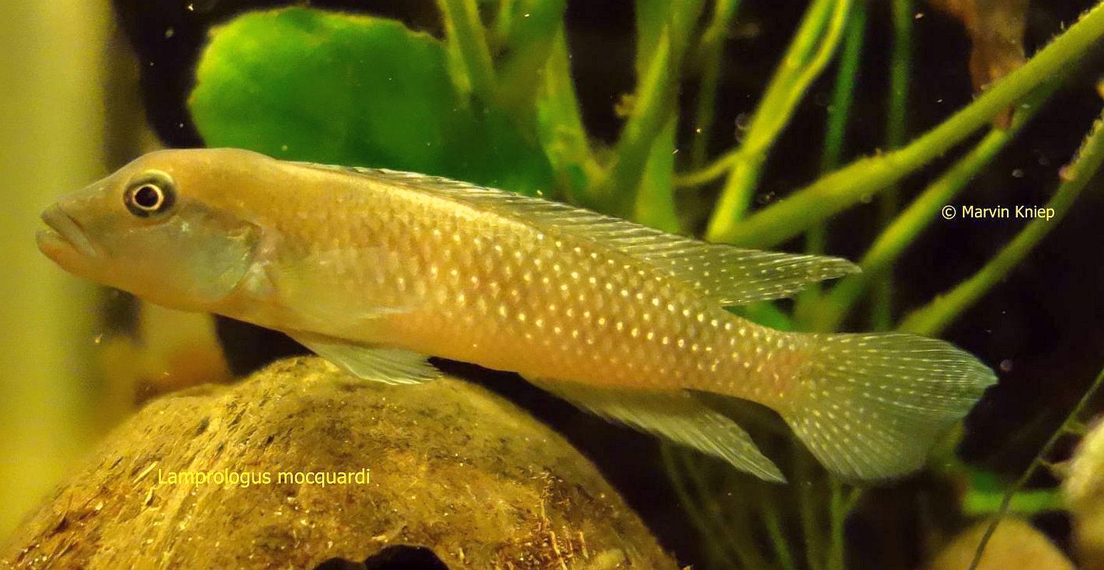 Lamprologus mocquardi