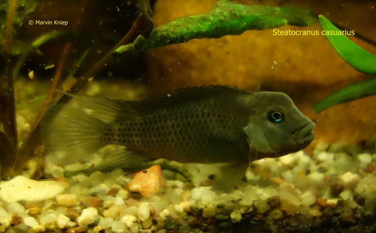 Steatocranus casuarius