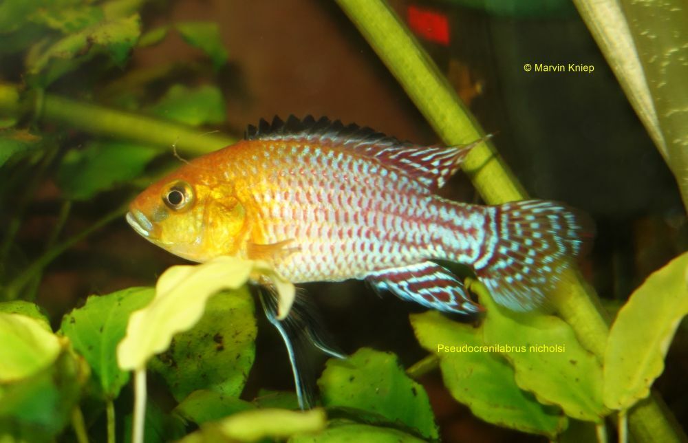 Pseudocrenilabrus nicholsi