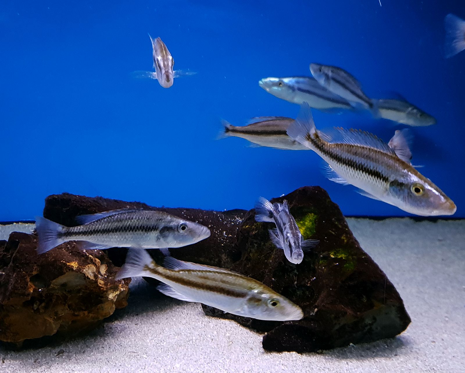 Dimidiochromis compressiceps