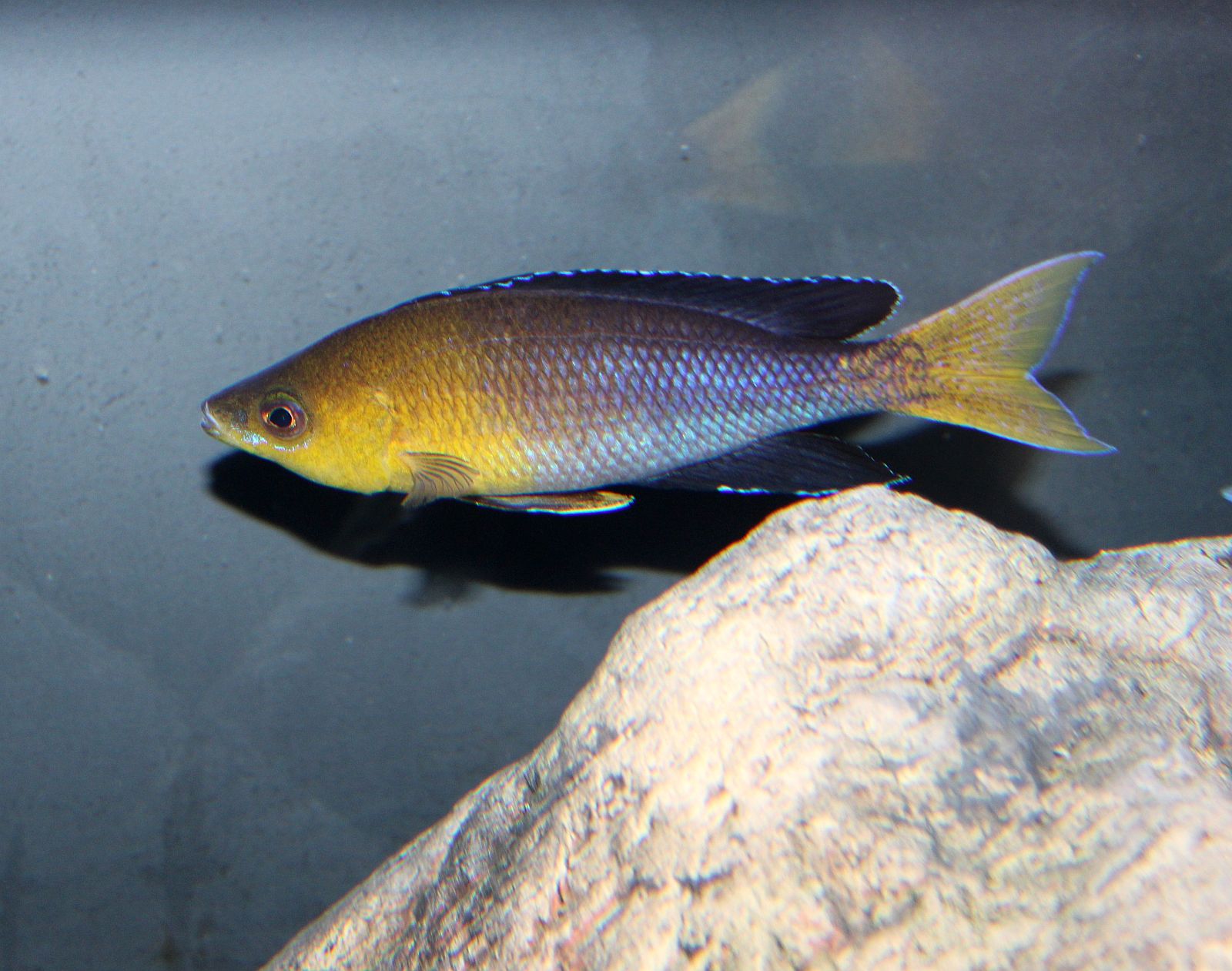 Cyprichromis sp. leptosoma Azuri Kekese Männchen