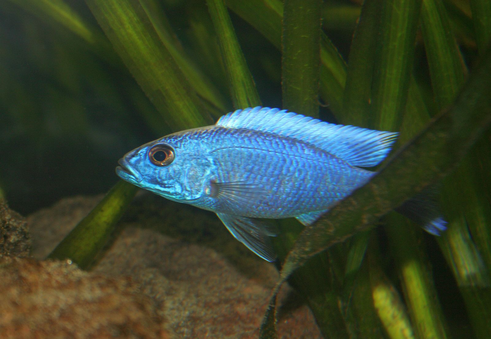 Sciaenochromis fryeri