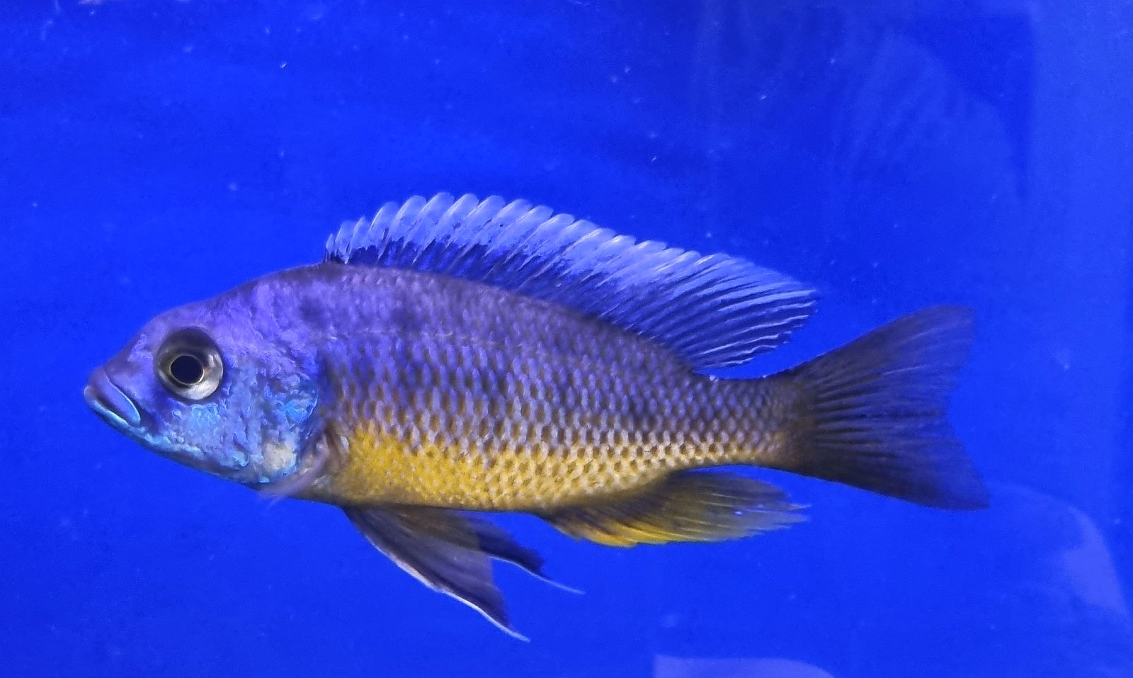NonMbuna aus dem Malawisee, evtl. Copadichromis?