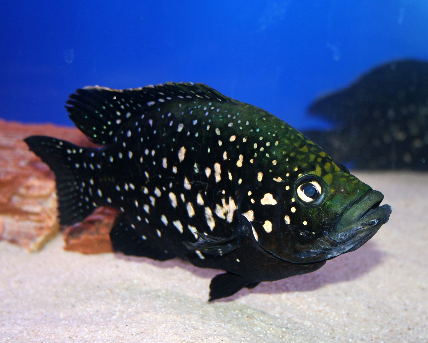 Paratilapia polleni