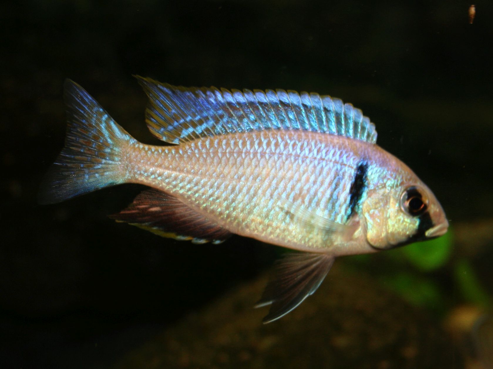 Placidochromis electra, Männchen