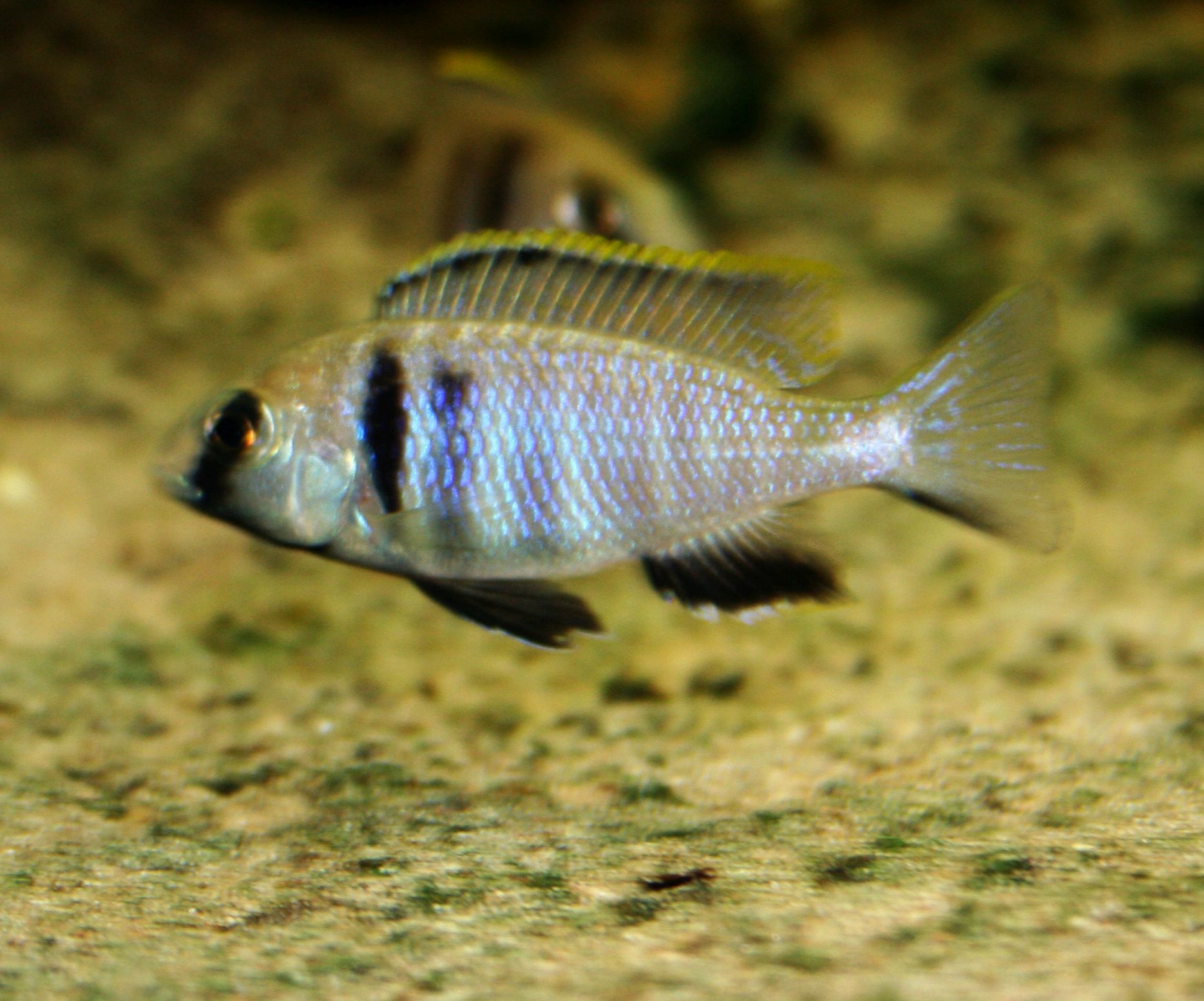 Placidochromis electra, Männchen