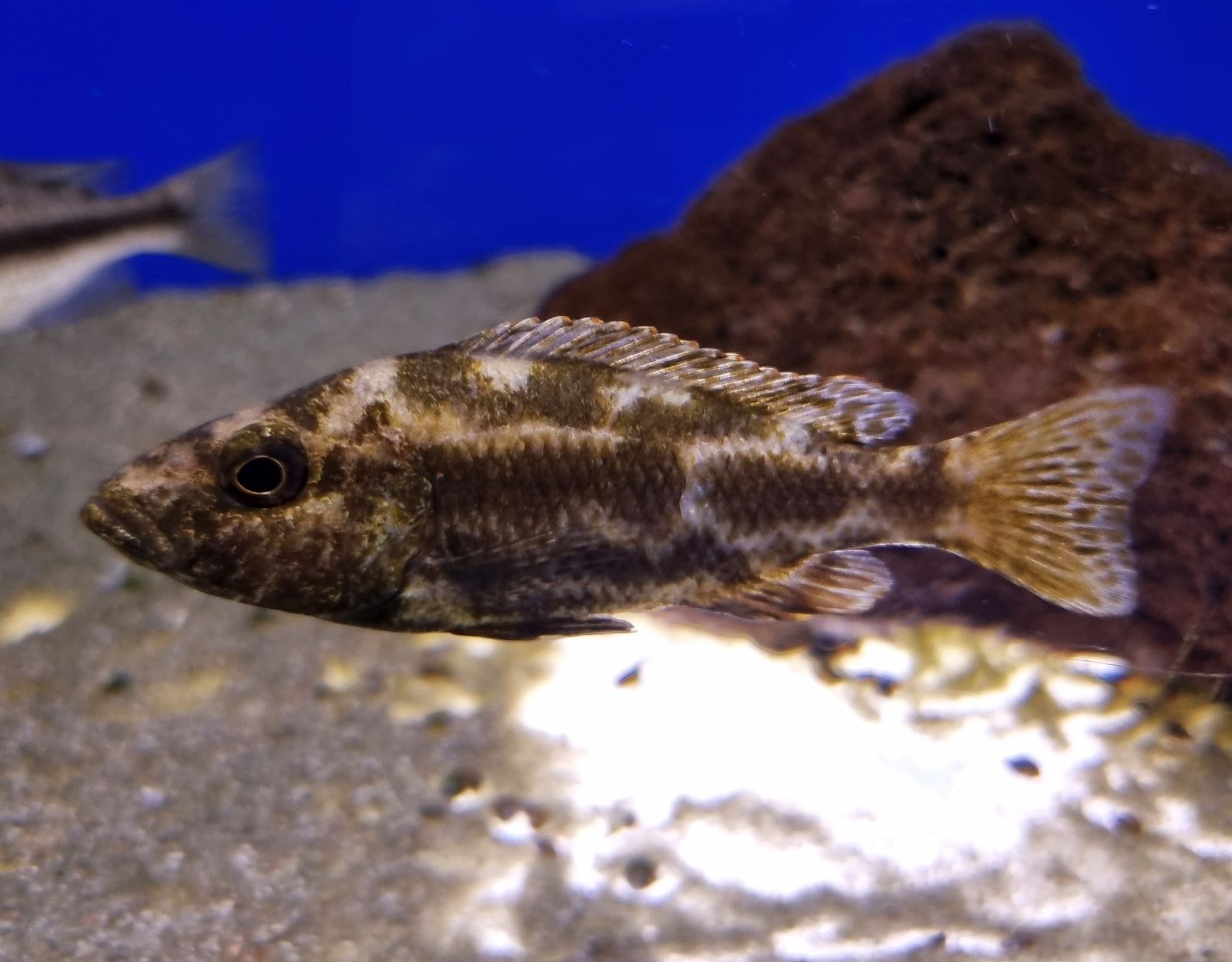 Nimbochromis polystigma