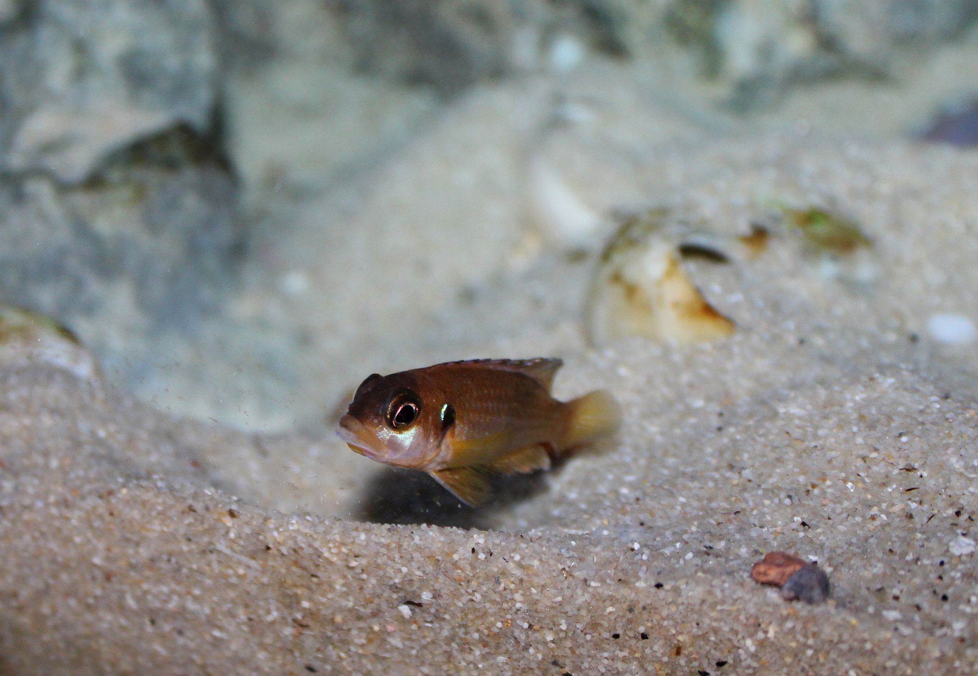 Lamprologus ocellatus Weibchen